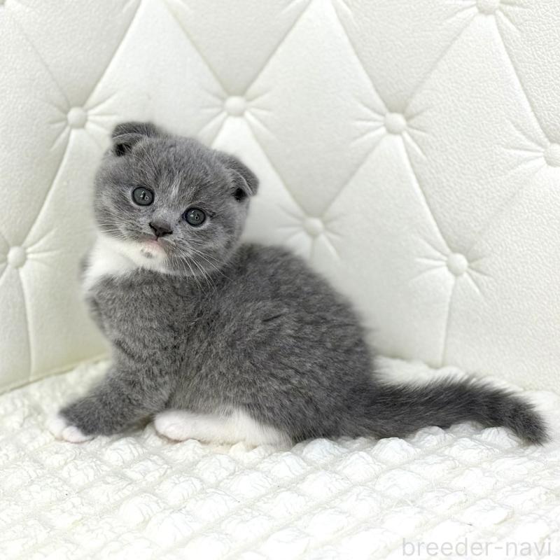 販売中の鹿児島県のスコティッシュフォールド(折れ耳)-133999の11枚目