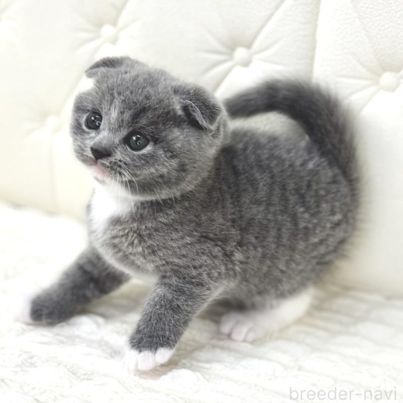 販売中の鹿児島県のスコティッシュフォールド(折れ耳)-133999の10枚目