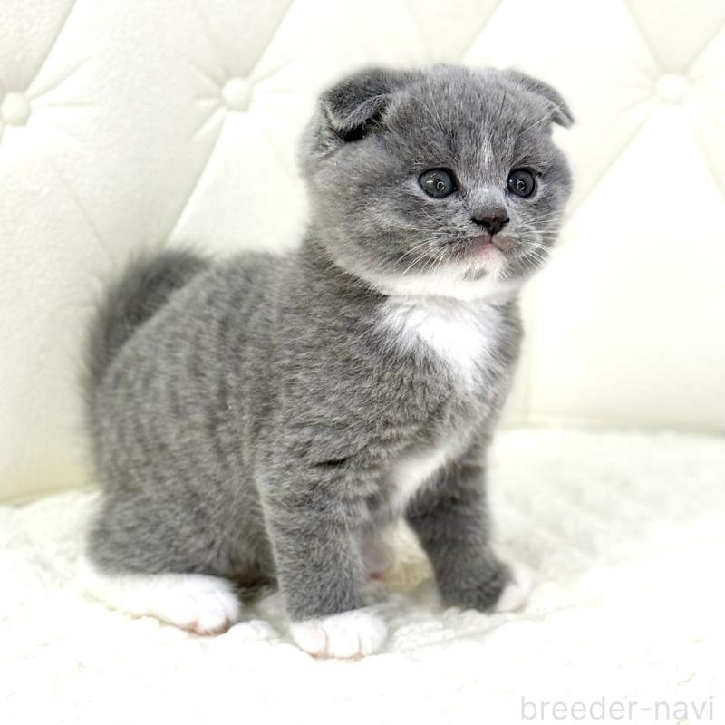 販売中の鹿児島県のスコティッシュフォールド(折れ耳)-133999の9枚目