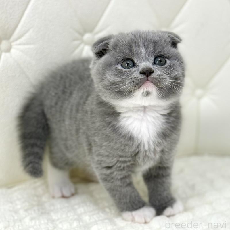 販売中の鹿児島県のスコティッシュフォールド(折れ耳)-133999の8枚目