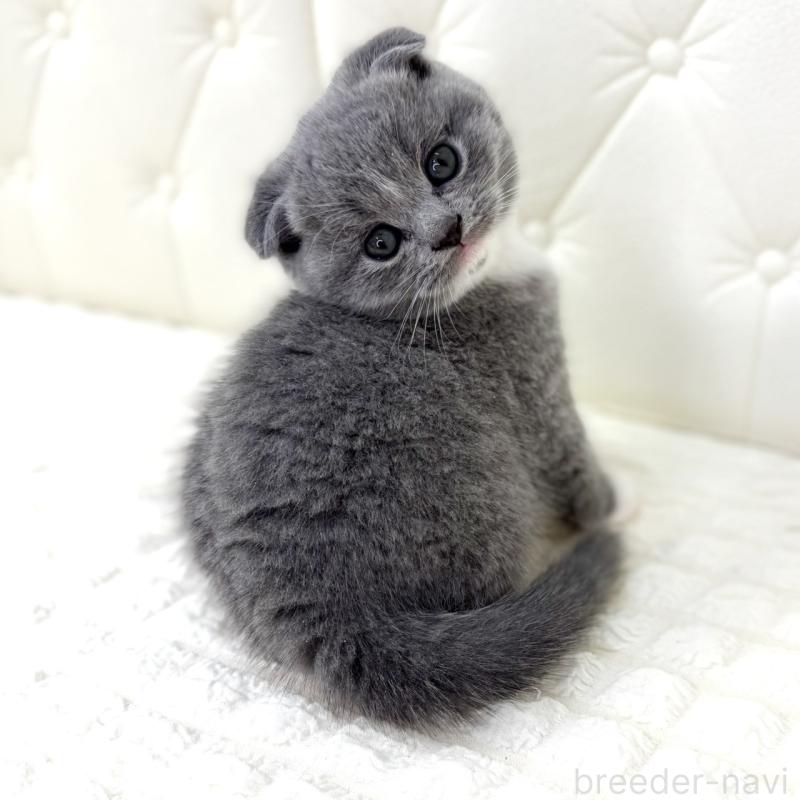 販売中の鹿児島県のスコティッシュフォールド(折れ耳)-133999の7枚目