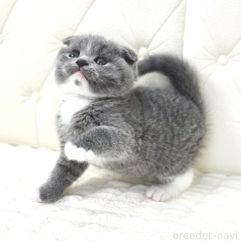 販売中の鹿児島県のスコティッシュフォールド(折れ耳)-133999の5枚目