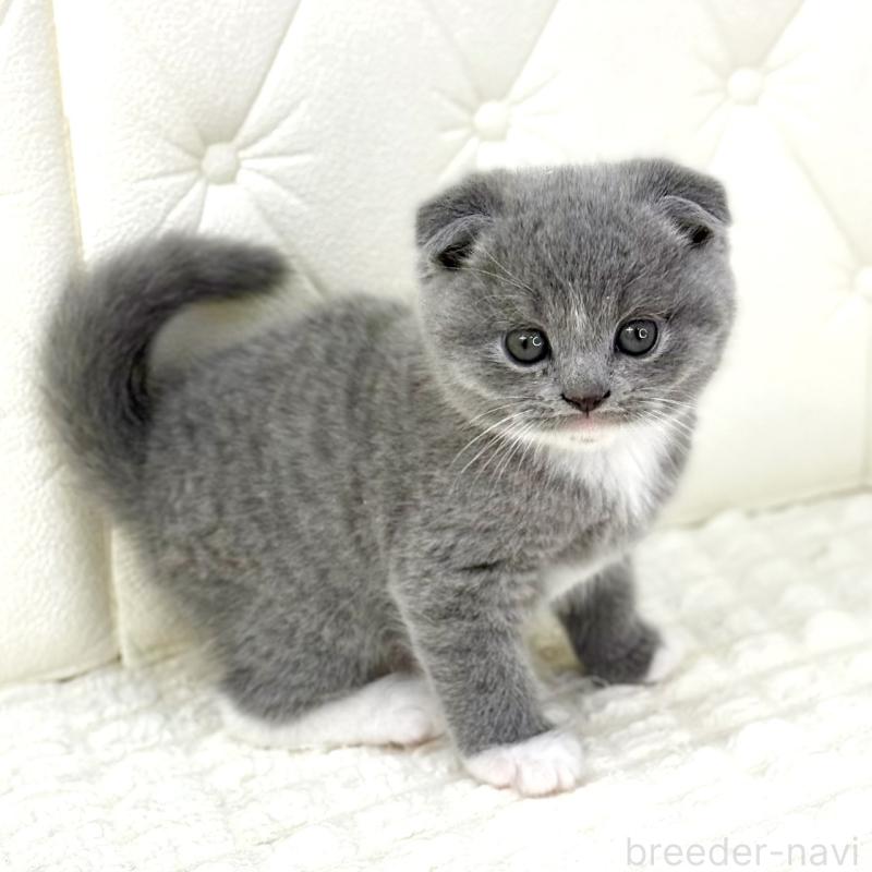 販売中の鹿児島県のスコティッシュフォールド(折れ耳)-133999の4枚目