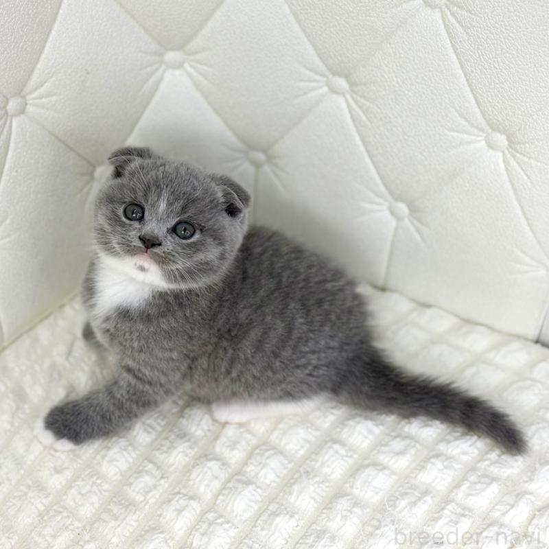 販売中の鹿児島県のスコティッシュフォールド(折れ耳)-133999の3枚目