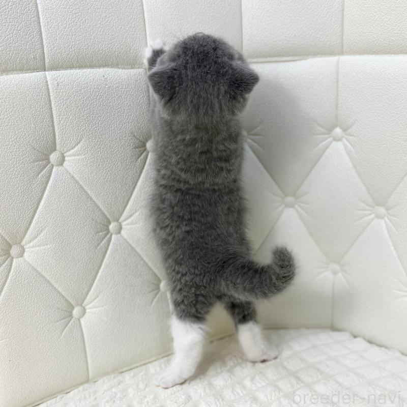 販売中の鹿児島県のスコティッシュフォールド(折れ耳)-133999の2枚目