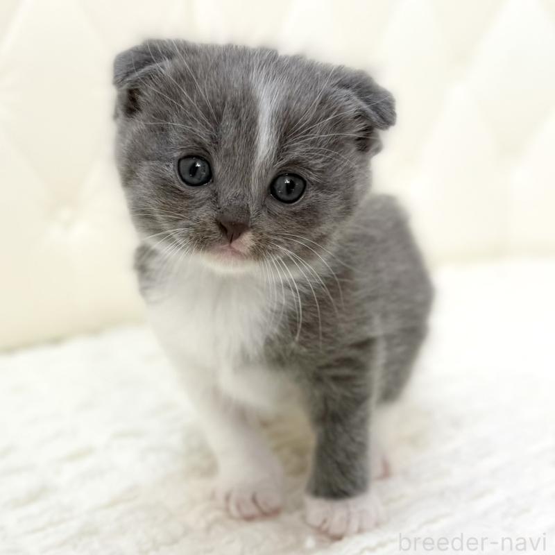 販売中の鹿児島県のスコティッシュフォールド(折れ耳)-134000の1枚目
