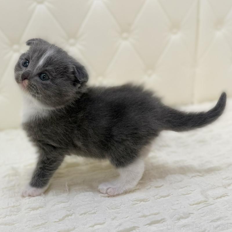 販売中の鹿児島県のスコティッシュフォールド(折れ耳)-134000の9枚目