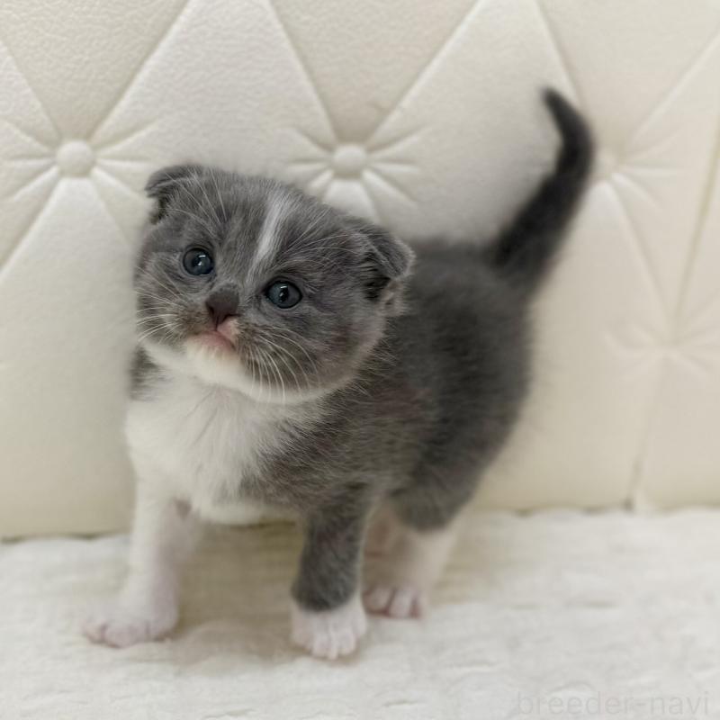 販売中の鹿児島県のスコティッシュフォールド(折れ耳)-134000の7枚目