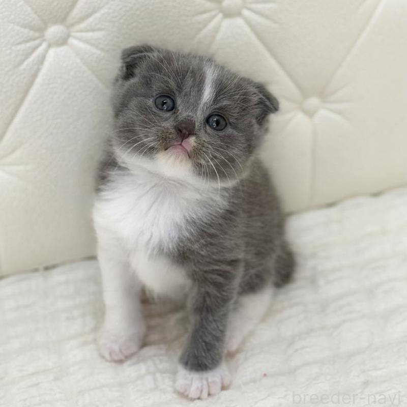 販売中の鹿児島県のスコティッシュフォールド(折れ耳)-134000の6枚目