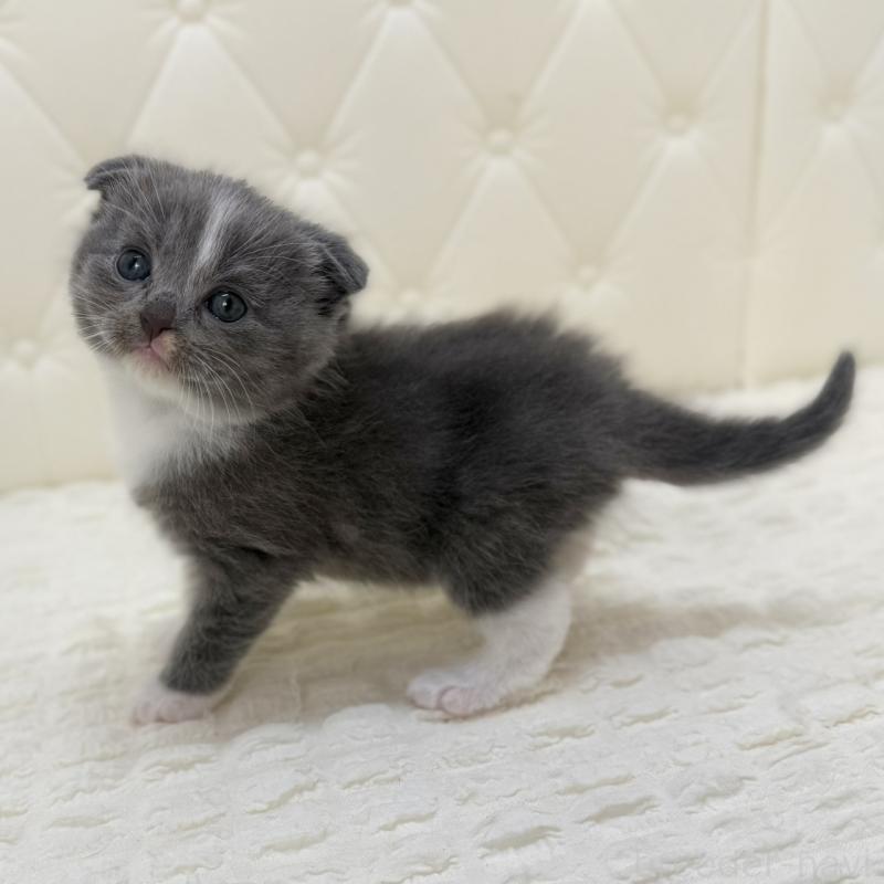 販売中の鹿児島県のスコティッシュフォールド(折れ耳)-134000の5枚目