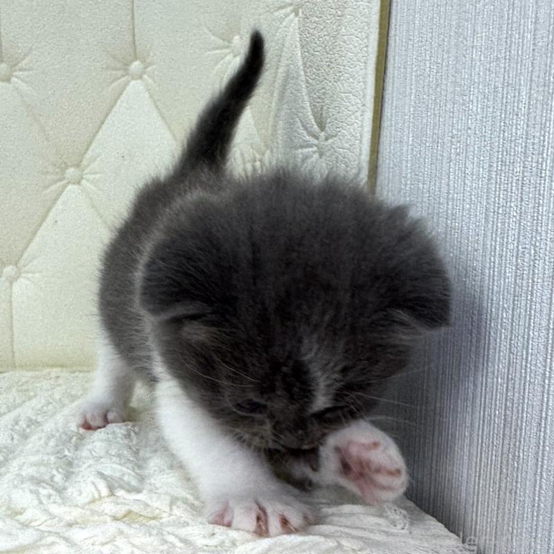 販売中の鹿児島県のスコティッシュフォールド(折れ耳)-134000の3枚目