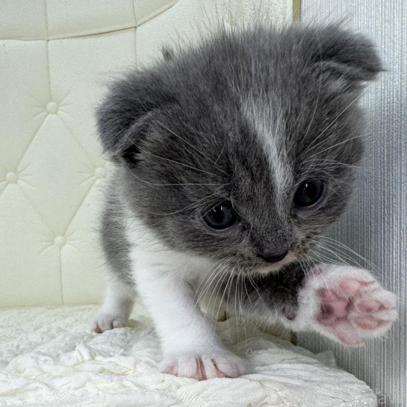 販売中の鹿児島県のスコティッシュフォールド(折れ耳)-134000の2枚目