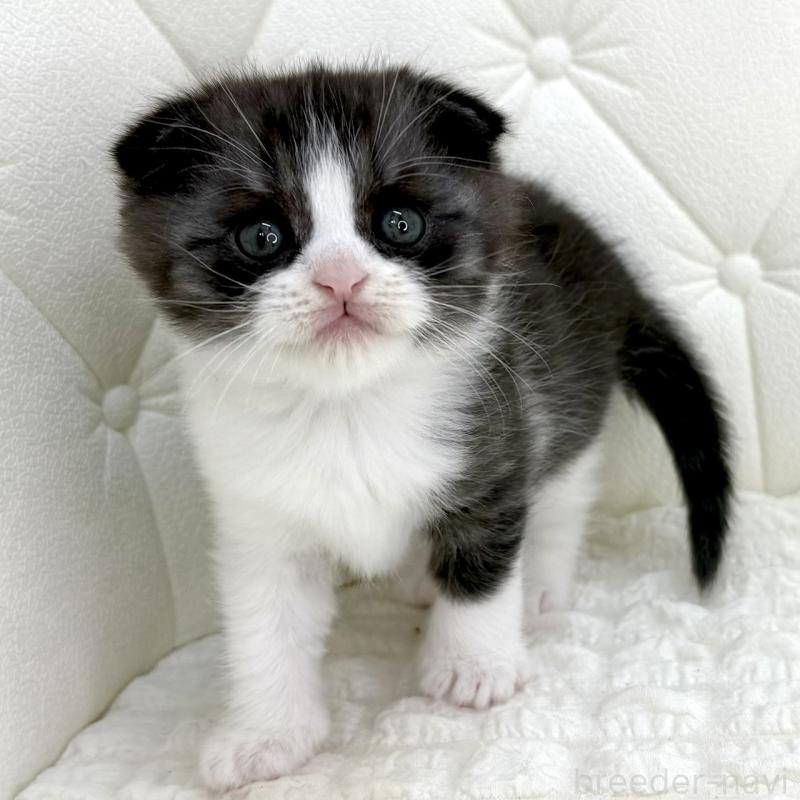 販売中の鹿児島県のスコティッシュフォールド(折れ耳)-134001の1枚目