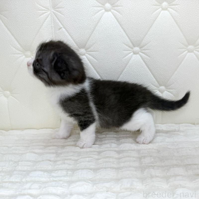 販売中の鹿児島県のスコティッシュフォールド(折れ耳)-134001の15枚目