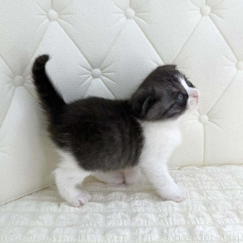 販売中の鹿児島県のスコティッシュフォールド(折れ耳)-134001の14枚目