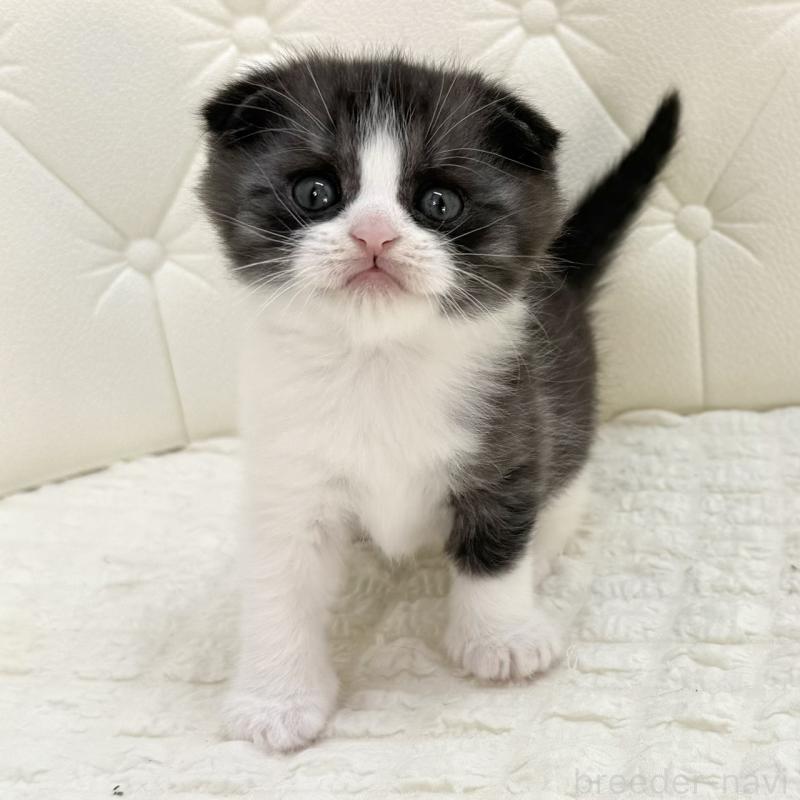 販売中の鹿児島県のスコティッシュフォールド(折れ耳)-134001の12枚目