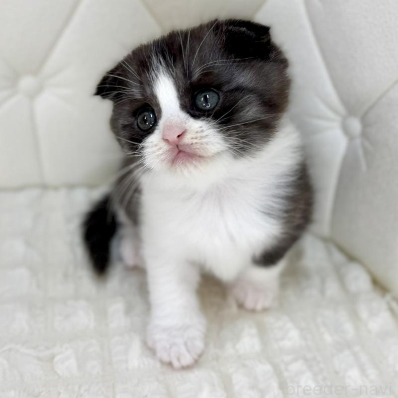 販売中の鹿児島県のスコティッシュフォールド(折れ耳)-134001の11枚目