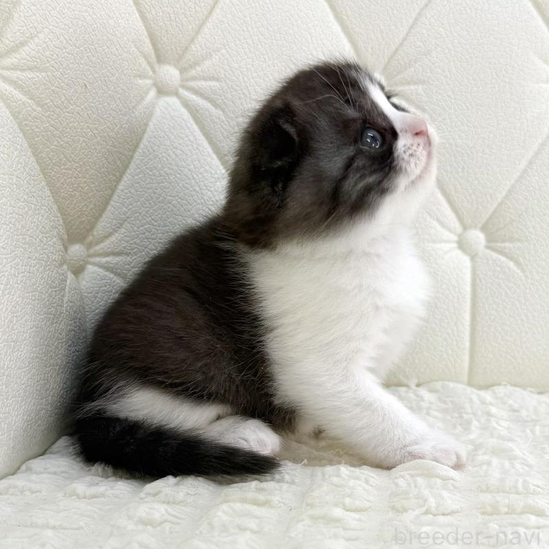 販売中の鹿児島県のスコティッシュフォールド(折れ耳)-134001の10枚目