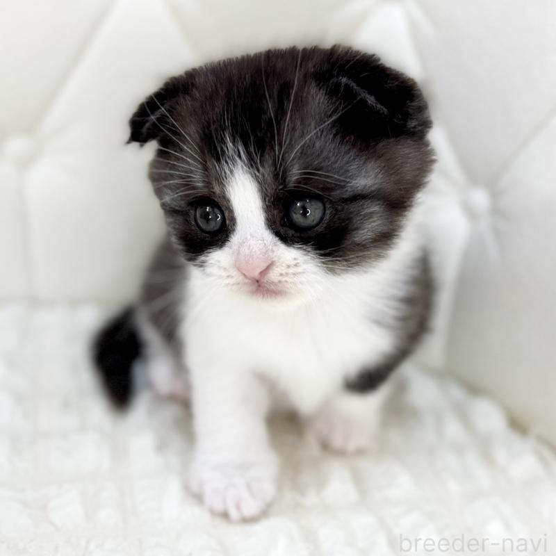 販売中の鹿児島県のスコティッシュフォールド(折れ耳)-134001の9枚目