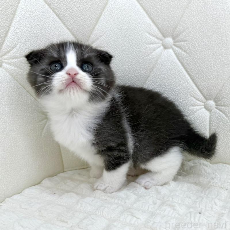 販売中の鹿児島県のスコティッシュフォールド(折れ耳)-134001の8枚目