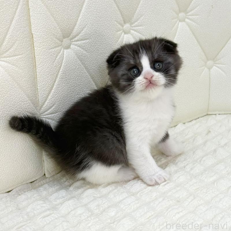 販売中の鹿児島県のスコティッシュフォールド(折れ耳)-134001の6枚目