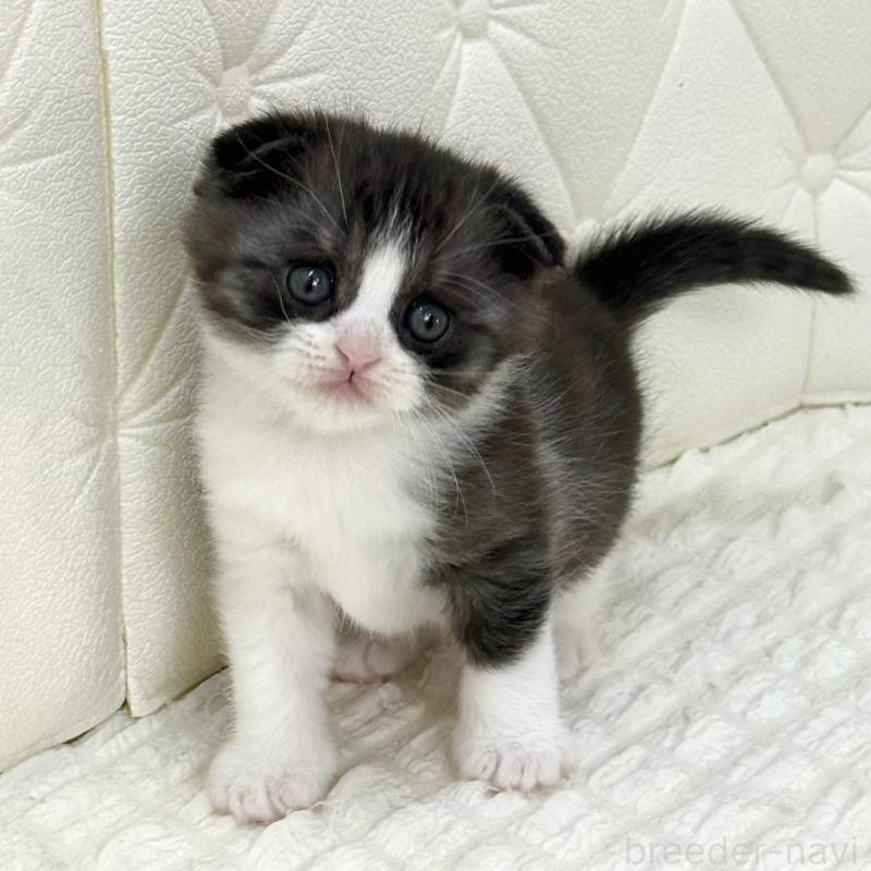 販売中の鹿児島県のスコティッシュフォールド(折れ耳)-134001の5枚目