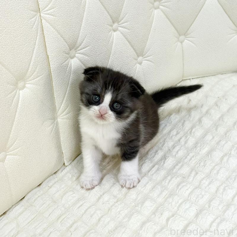 販売中の鹿児島県のスコティッシュフォールド(折れ耳)-134001の4枚目