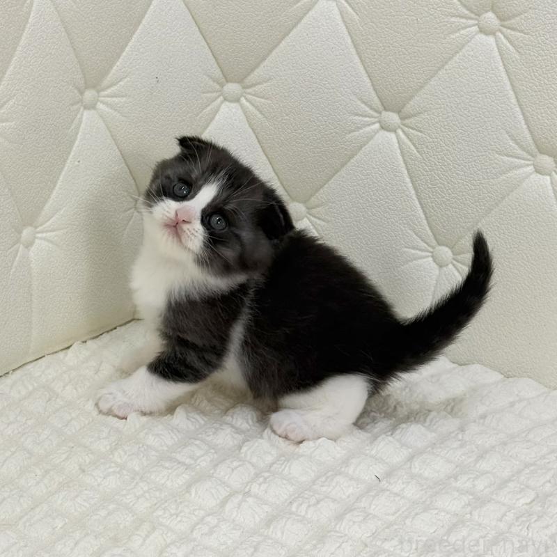 販売中の鹿児島県のスコティッシュフォールド(折れ耳)-134001の3枚目