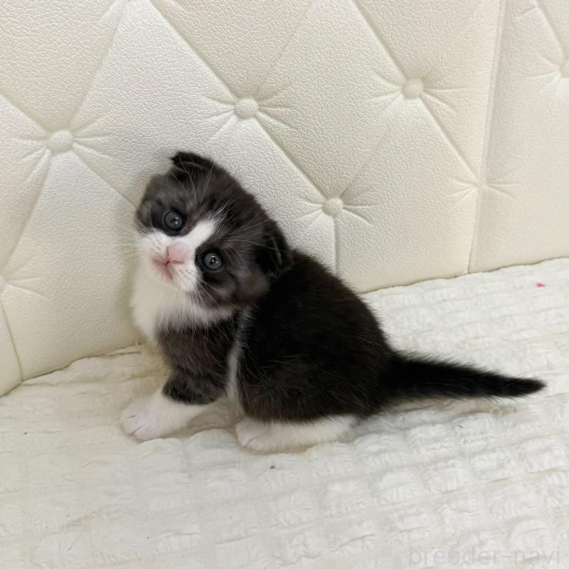 販売中の鹿児島県のスコティッシュフォールド(折れ耳)-134001の2枚目