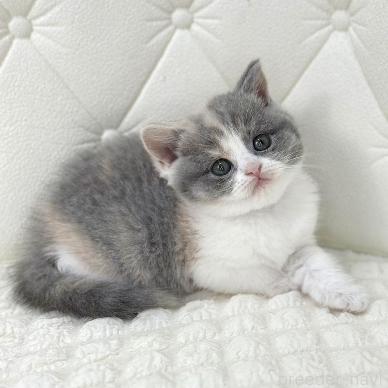 販売中の鹿児島県のスコティッシュフォールド-134002の11枚目