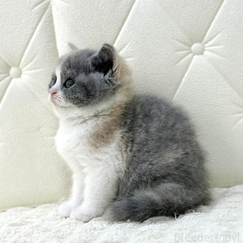 販売中の鹿児島県のスコティッシュフォールド-134002の10枚目