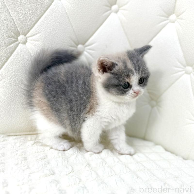 販売中の鹿児島県のスコティッシュフォールド-134002の9枚目