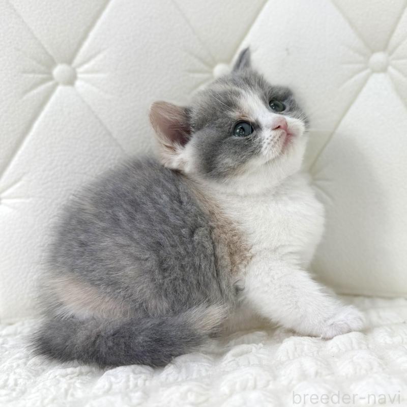 販売中の鹿児島県のスコティッシュフォールド-134002の8枚目