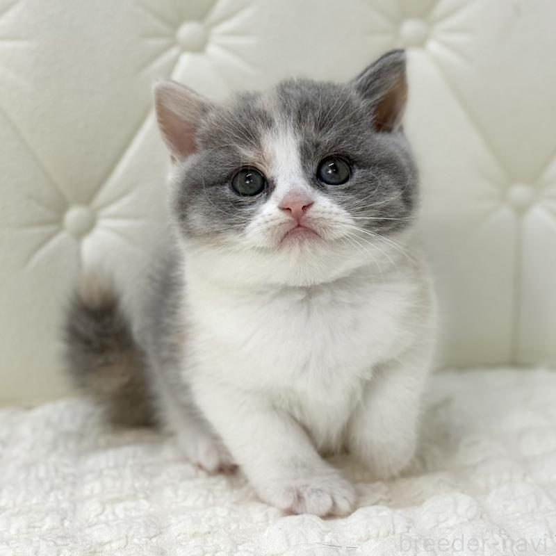 販売中の鹿児島県のスコティッシュフォールド-134002の7枚目