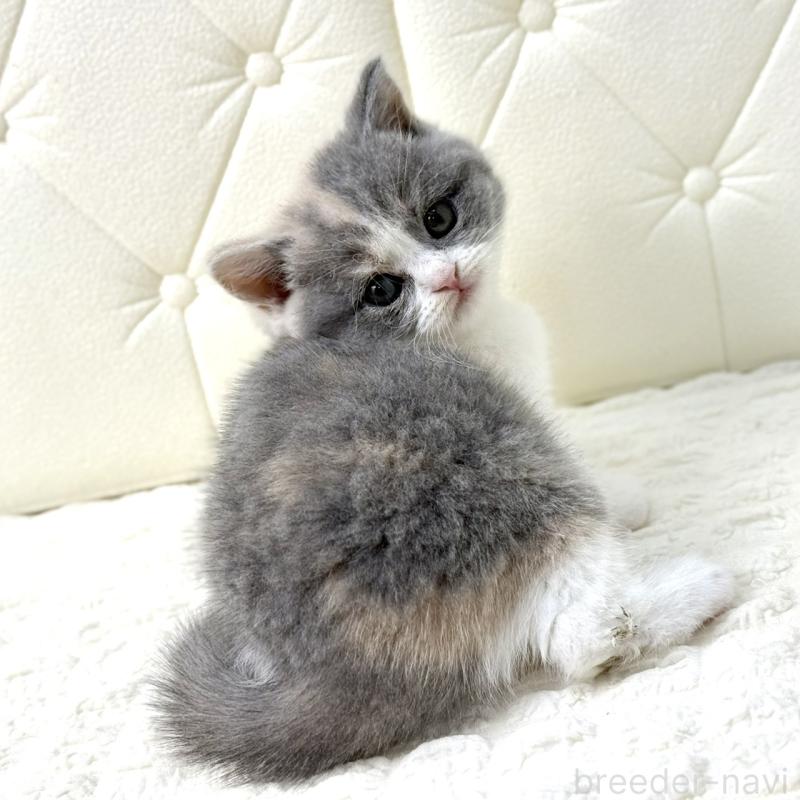 販売中の鹿児島県のスコティッシュフォールド-134002の6枚目