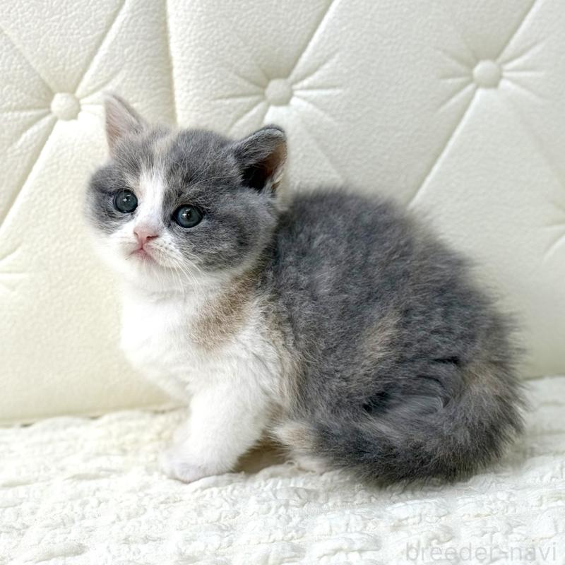 販売中の鹿児島県のスコティッシュフォールド-134002の5枚目