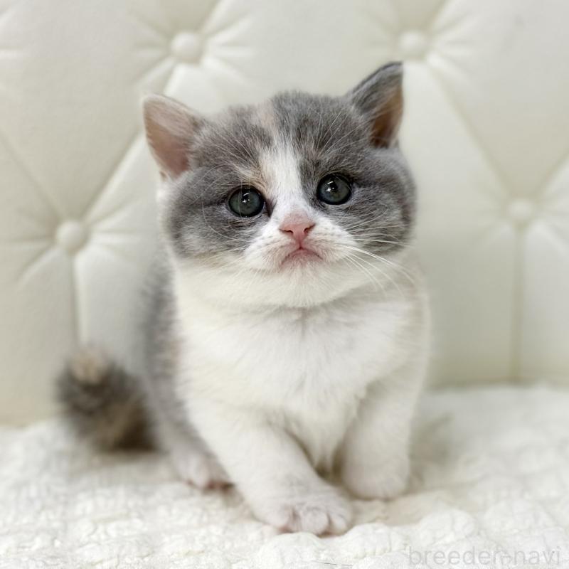 販売中の鹿児島県のスコティッシュフォールド-134002の4枚目