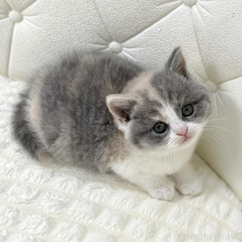 販売中の鹿児島県のスコティッシュフォールド-134002の3枚目