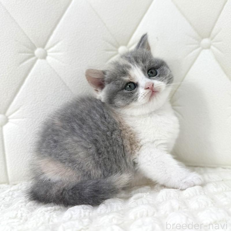 販売中の鹿児島県のスコティッシュフォールド-134002の2枚目