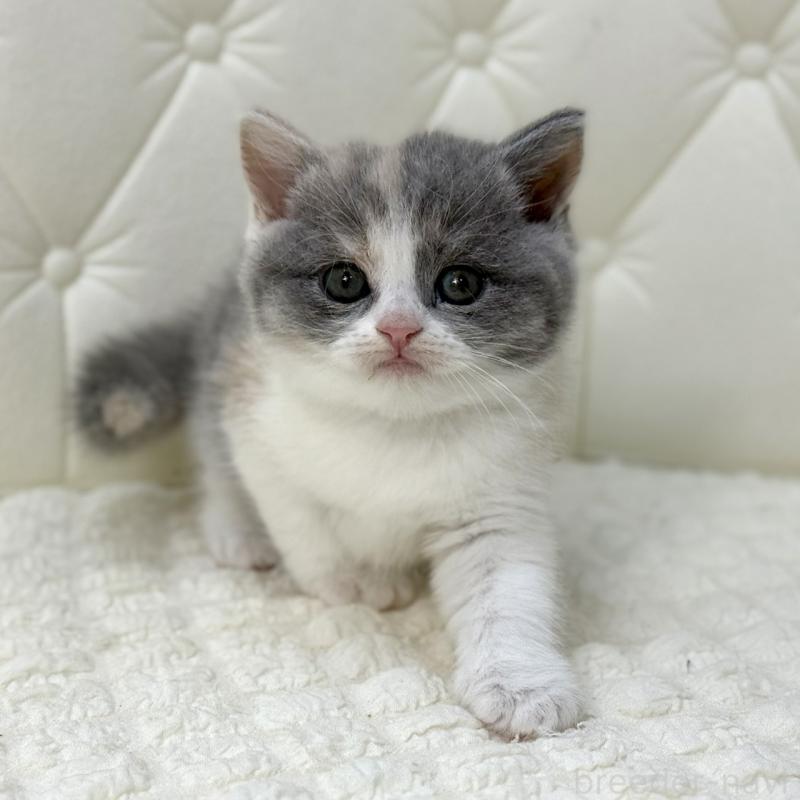 販売中の鹿児島県のスコティッシュフォールド-134002の1枚目