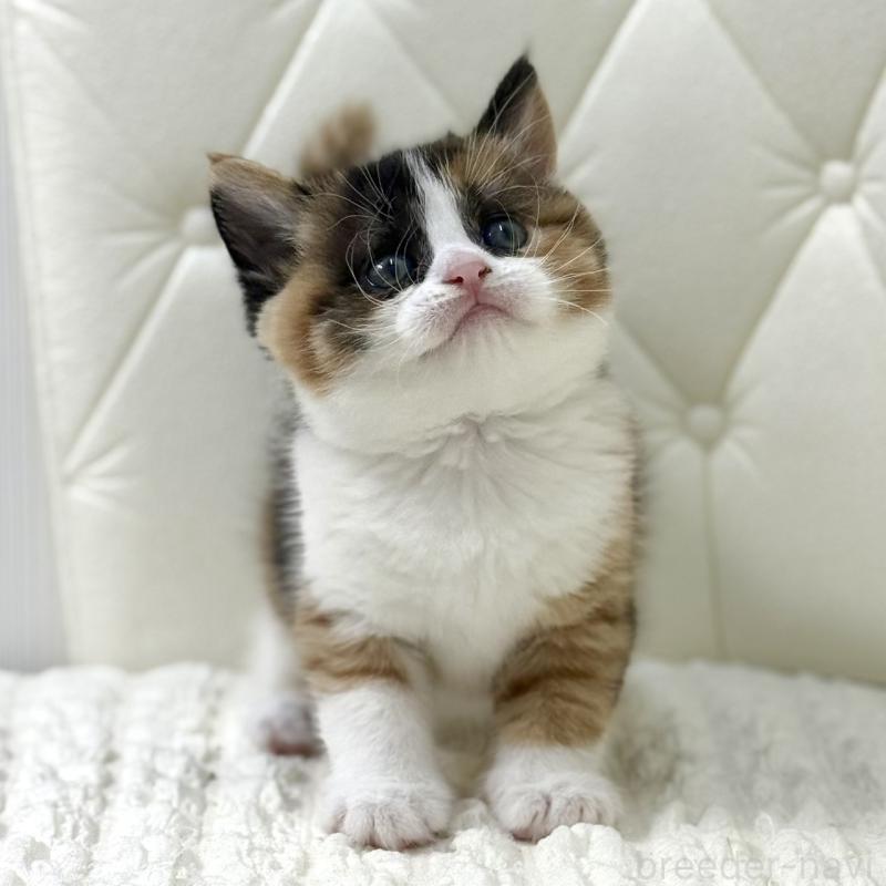 販売中の鹿児島県のスコティッシュフォールド-134003