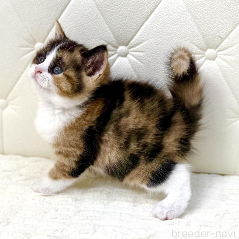 販売中の鹿児島県のスコティッシュフォールド-134003の9枚目