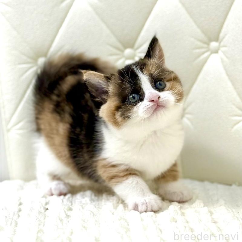 販売中の鹿児島県のスコティッシュフォールド-134003の8枚目