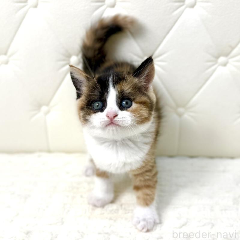 販売中の鹿児島県のスコティッシュフォールド-134003の7枚目