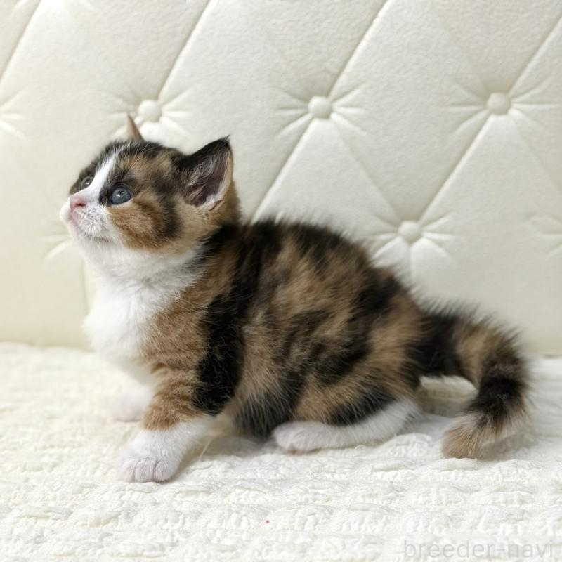 販売中の鹿児島県のスコティッシュフォールド-134003の6枚目