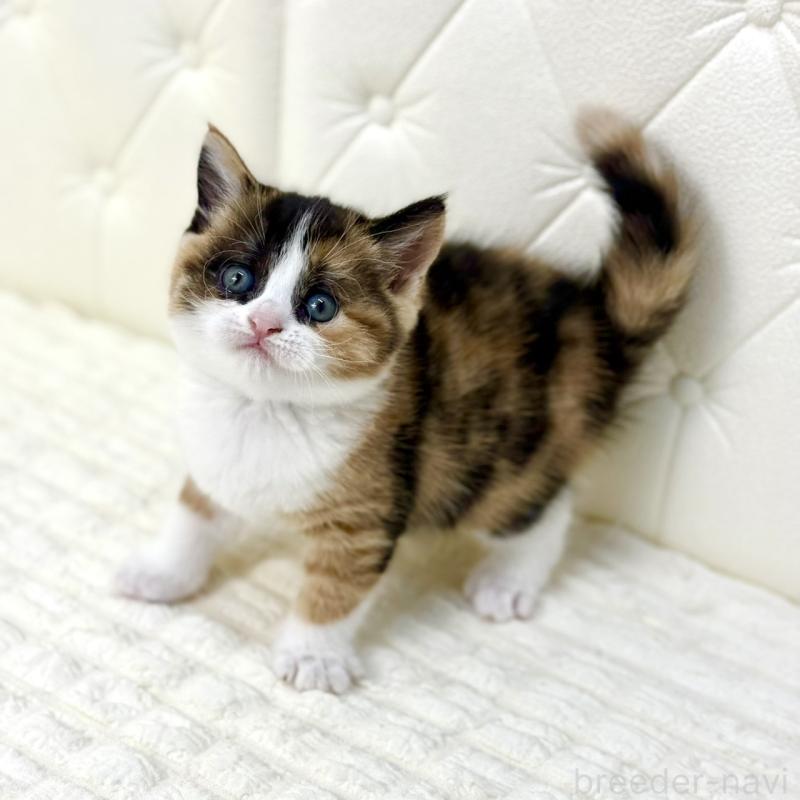 販売中の鹿児島県のスコティッシュフォールド-134003の4枚目