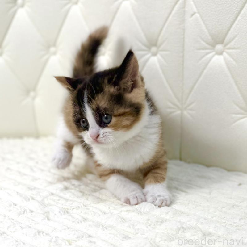 販売中の鹿児島県のスコティッシュフォールド-134003の5枚目