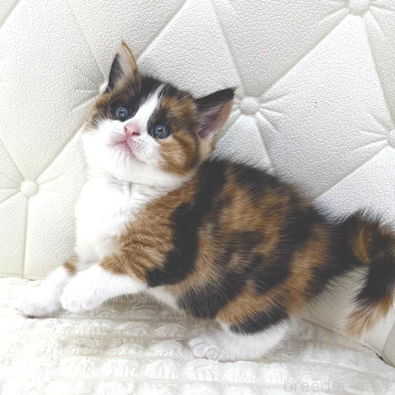 販売中の鹿児島県のスコティッシュフォールド-134003の3枚目