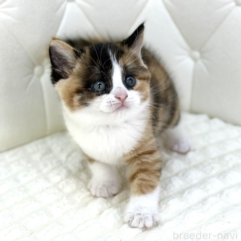 販売中の鹿児島県のスコティッシュフォールド-134003の2枚目