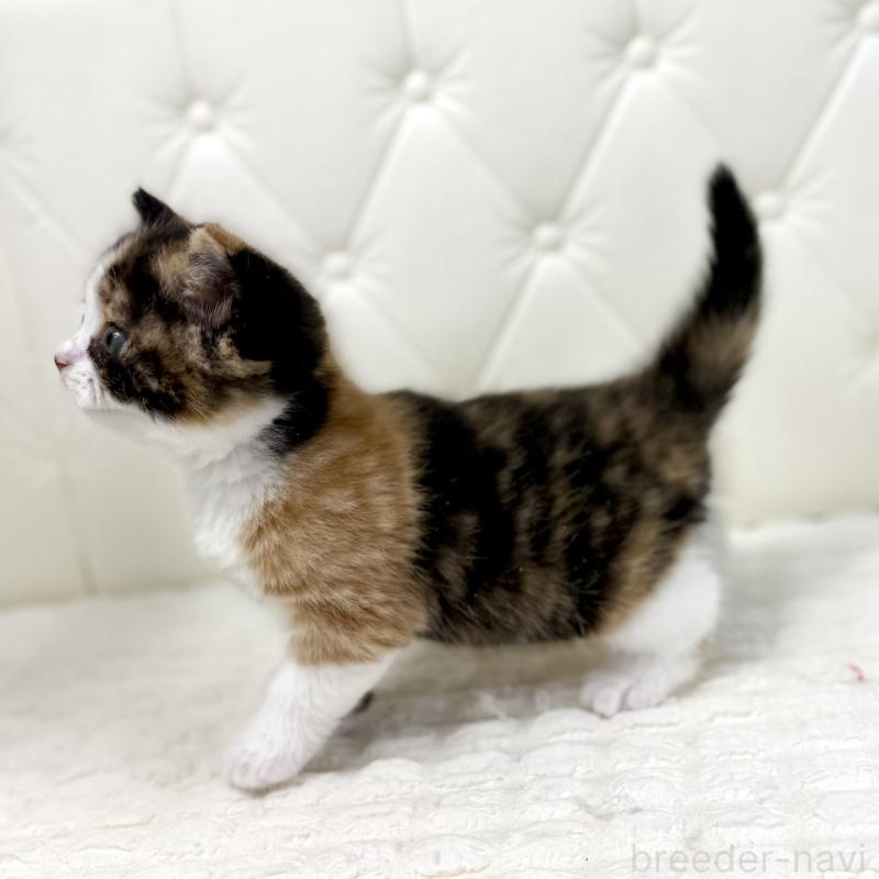 販売中の鹿児島県のスコティッシュフォールド-134004の15枚目